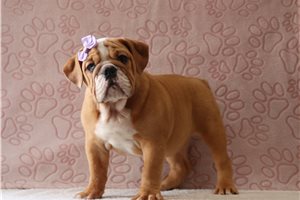 Abigail - English Bulldog for sale