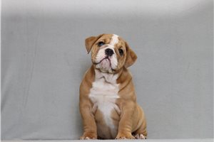 Abigail - English Bulldog for sale