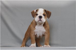 Adara - English Bulldog for sale