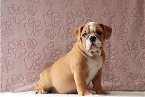 Abigail - English Bulldog for sale