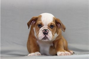Able - English Bulldog for sale