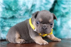 Holden - French Bulldog for sale