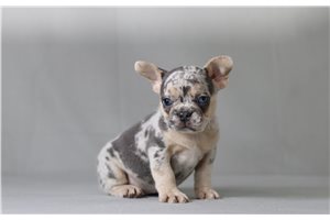 Vermont - French Bulldog for sale