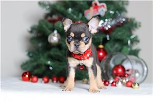 Layla - French Bulldog for sale