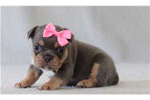 Muffin - French Bulldog for sale