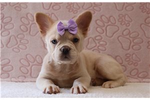 Carol - French Bulldog for sale