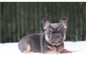 Caiden - French Bulldog for sale