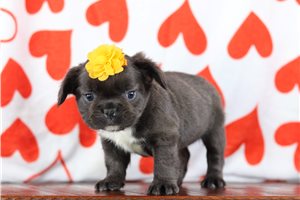 Raven - French Bulldog for sale