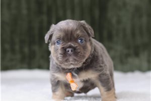 Caesar - French Bulldog for sale