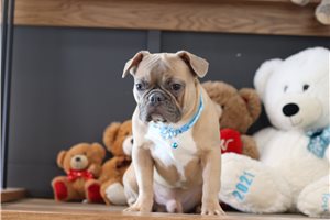 Theodore - French Bulldog for sale