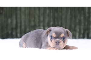 Caleb - French Bulldog for sale
