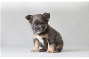 Lancelot - French Bulldog for sale