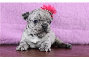 Ginny - French Bulldog for sale