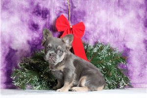 Marianne - French Bulldog for sale