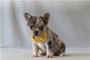 Seth - French Bulldog for sale