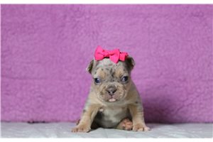Velma - French Bulldog for sale