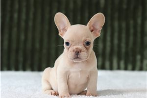 Denzel - French Bulldog for sale