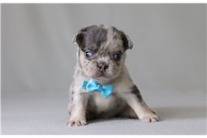 Seth - French Bulldog for sale