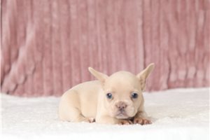 Dawn - French Bulldog, placed in Zanesville / Cambridge