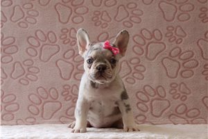 Yuna - French Bulldog for sale