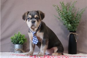 Grit - French Bulldog for sale