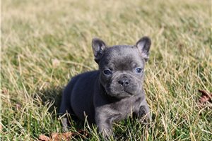 Charity - puppy for sale