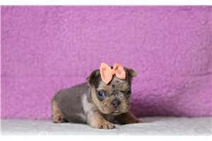 Valerie - French Bulldog for sale