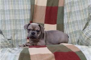 Gemma - French Bulldog for sale