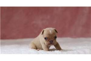 Caleah - French Bulldog for sale
