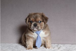 Casey - French Bulldog for sale