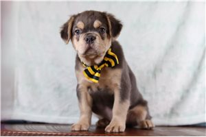 Grit - French Bulldog for sale