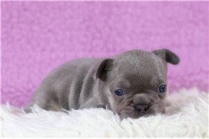 Layla - French Bulldog for sale
