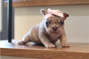 Tessa - puppy for sale