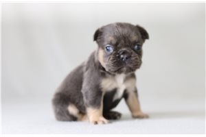 Sullivan - French Bulldog for sale