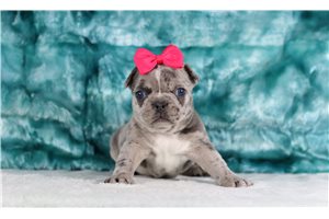 Rosalyn - French Bulldog for sale