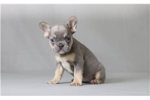 Veronica - French Bulldog for sale
