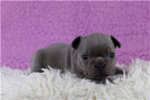 Leela - French Bulldog for sale