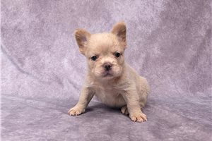 Carol - French Bulldog for sale