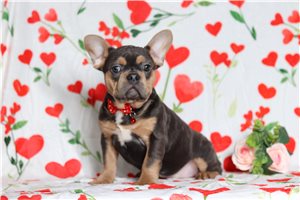 Logan - French Bulldog for sale