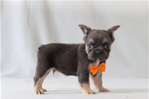 Sullivan - French Bulldog for sale