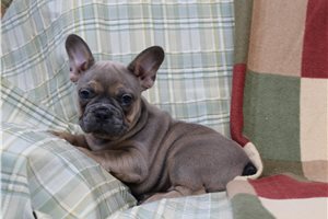 Georgia - French Bulldog for sale