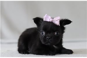 Sutton - French Bulldog for sale