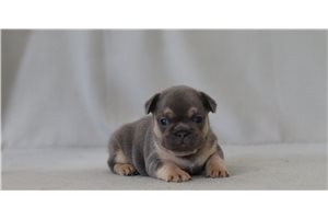 Daylin - French Bulldog for sale