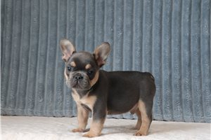 Holden - French Bulldog for sale