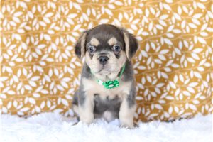 Grit - French Bulldog for sale