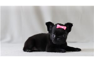 Sadie - French Bulldog for sale