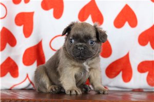 Regis - French Bulldog for sale