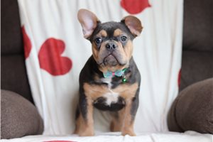 Logan - French Bulldog for sale