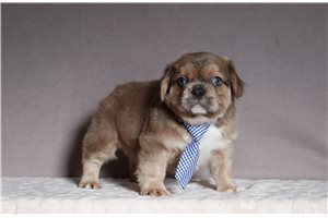Casey - French Bulldog for sale