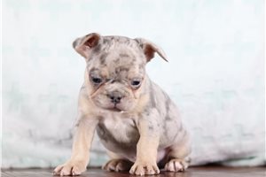 Gromit - French Bulldog for sale